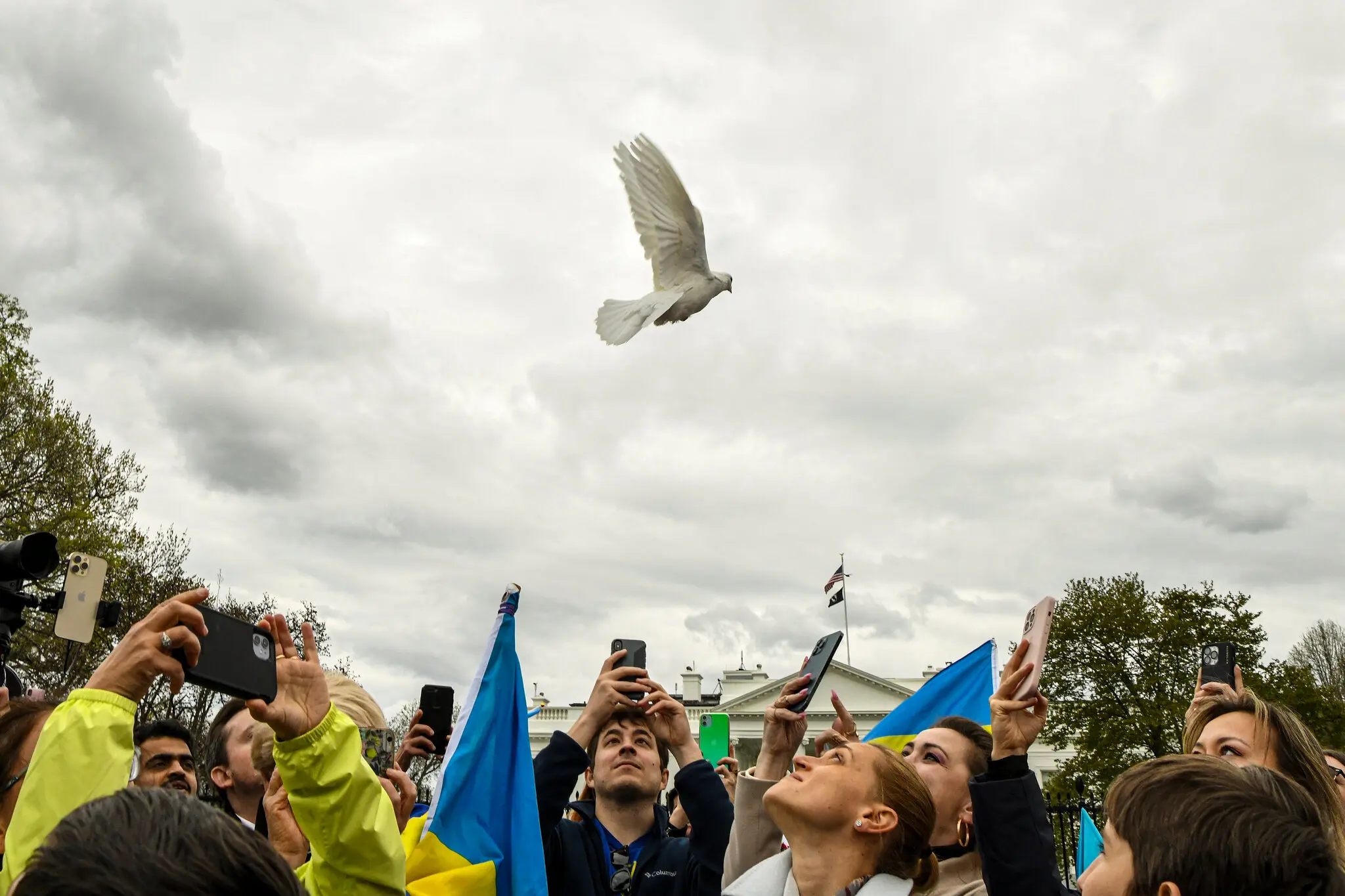 Прихильники України під час акції протесту випустили голуба, символ миру, перед Білим домом.